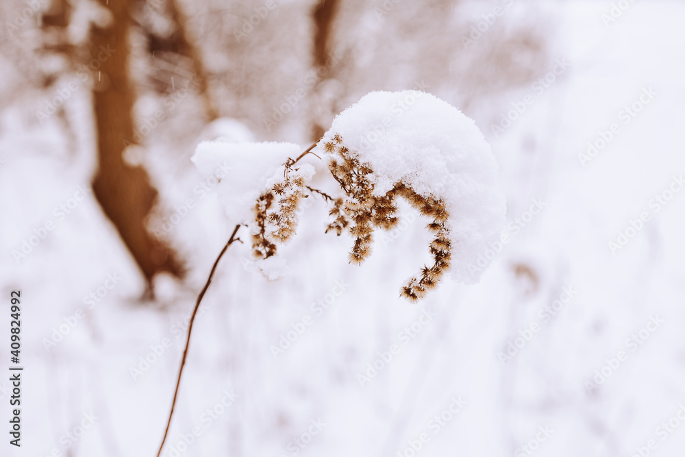old withered field flower in winter snowy day in the meadow in closeup