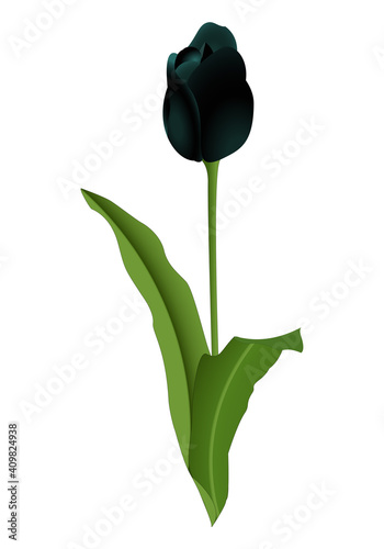 Tulipán negro con tallo y hojas sobre fondo blanco