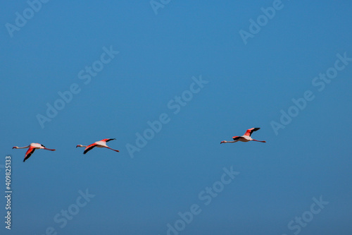 Flamingos in flight 