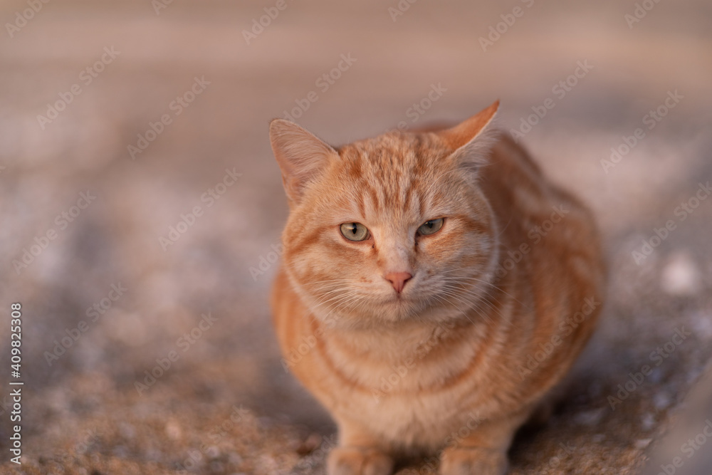 見つめる猫 茶トラ猫 見つめる猫 茶トラ猫