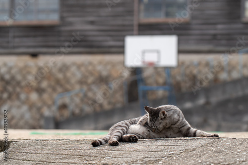 のんびり過ごす猫　真鍋島 photo