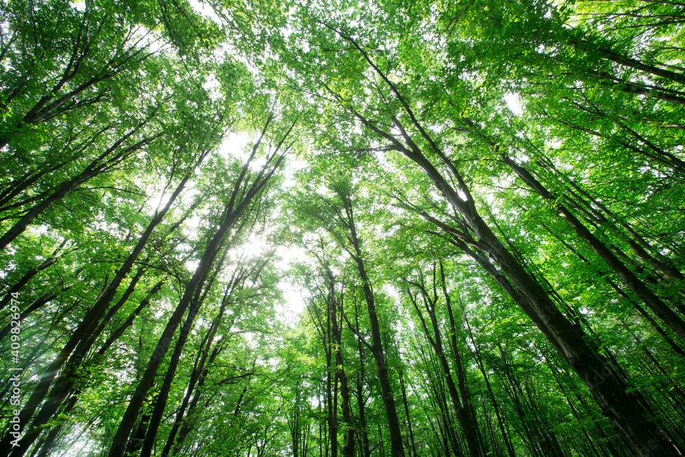 forest trees. nature green wood sunlight backgrounds forest trees. nature green wood sunlight backgrounds