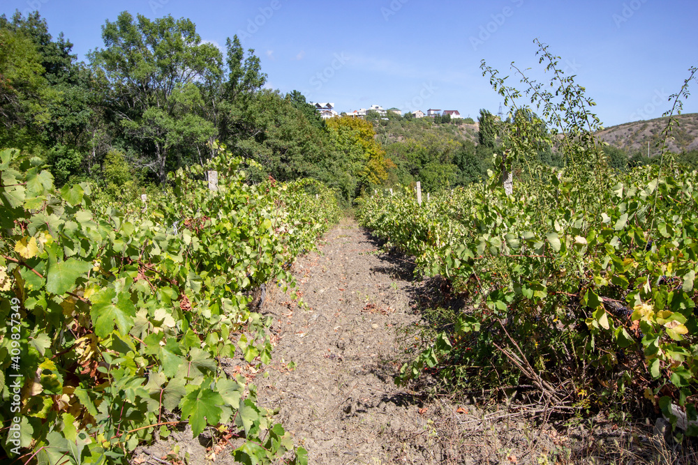 organic vineyards on the southern coast of Crimea