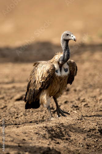 Obraz na plátně Long billed Vulture or Gyps indicus portrait a critically endangered vulture spe