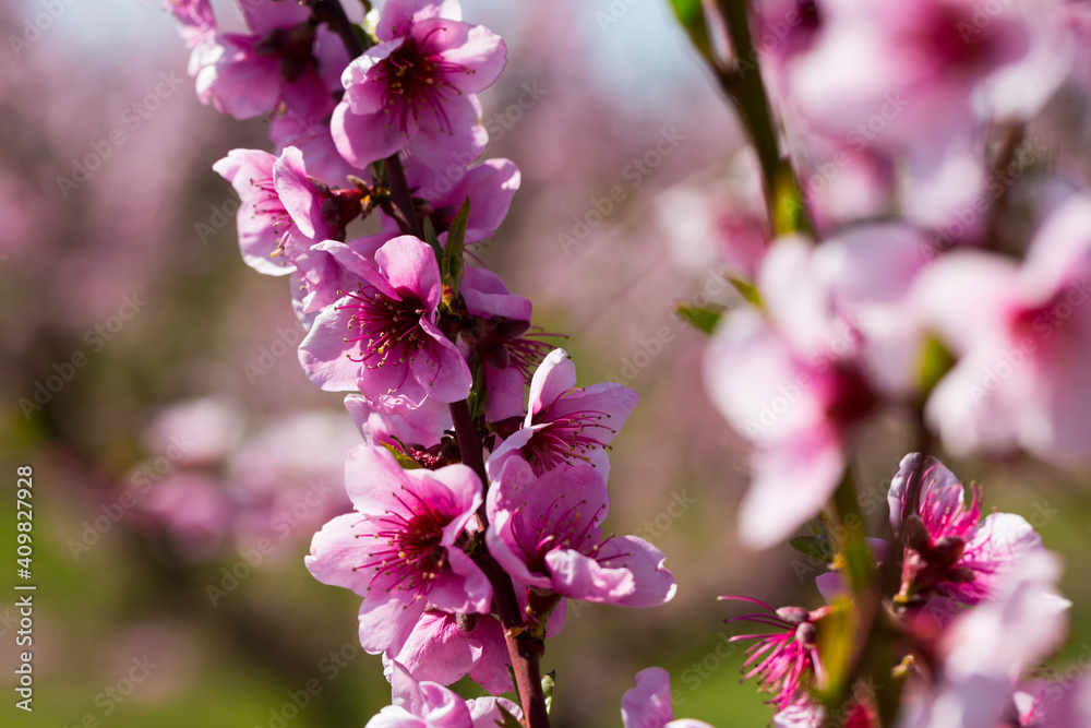 Obraz premium Close-up of blooming peach trees in the fields n spring on sunny day