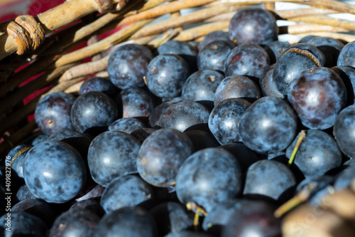 Wallpaper Mural fresh plum fruits in a basket close-up, background of blue berries, juicy purple fruits in sunny weather on the market Torontodigital.ca