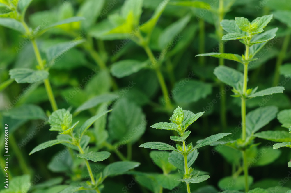 Catnip growing in the garden. Selective focus