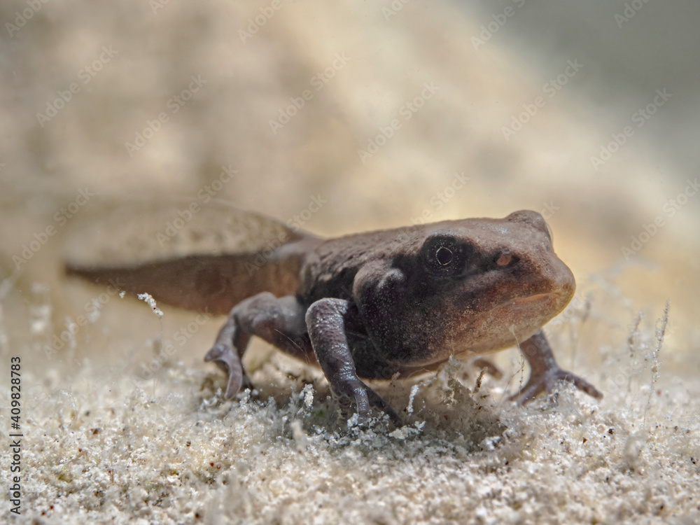 Juvenile toad underwater, junge Erdkröte unter Wasser Juvenile toad underwater, junge Erdkröte unter Wasser