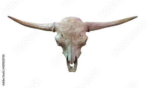 Ancient bull skull isolated on white background