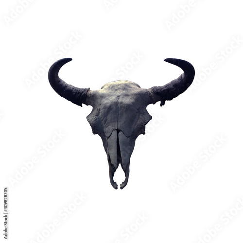 Gray ancient bull skull isolated on white background © Natalia