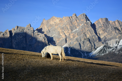 un cavallo pascola al tramonto davanti al monte Cristallo sulle Dolomiti a Cortina D' Ampezzo