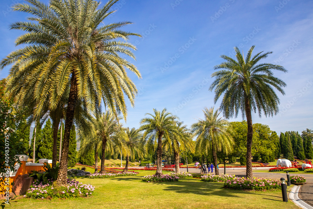 landscape of Palm tree in nature park