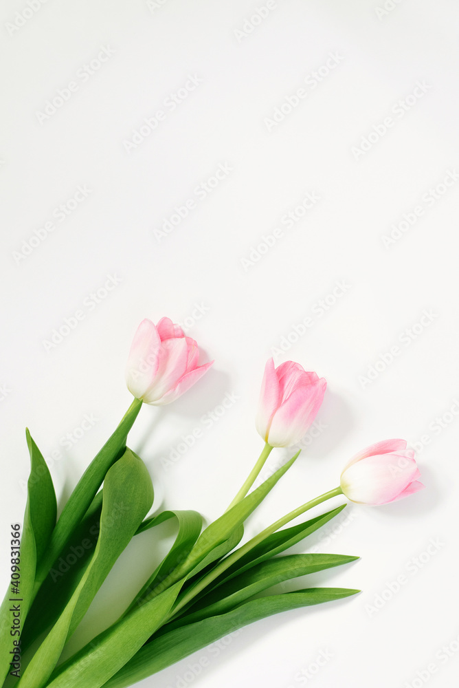 Pink tulips on a white background. Birthday. Happy women's day. Mother's Day. Valentine's Day. Flowers composition romantic. Flat flat, top view, copy space Pink tulips on a white background. Birthday. Happy women's day. Mother's Day. Valentine's Day. Flowers composition romantic. Flat flat, top view, copy space