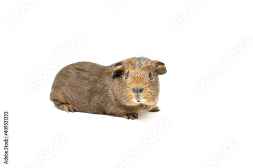 guinea pig