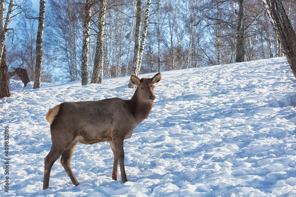 Red deer female in a pasture in winter, Altai Red deer female in a pasture in winter, Altai