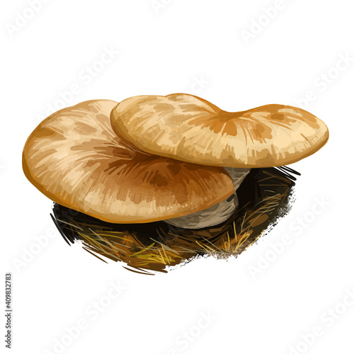 Polyporus squamosus, dryad saddle or pheasant back mushroom closeup digital art illustration. Boletus has light brown cap. Mushrooming season, plant of gathering plants growing in woods and forest photo