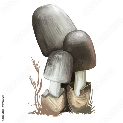 Volvariella volvacea or paddy straw mushroom closeup digital art illustration. Boletus has pink spore print and grey cap. Mushrooming season, plant of gathering plants growing in wood and forest photo