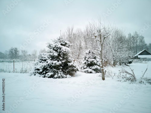 winter day in a Russian village trees in the snow frost