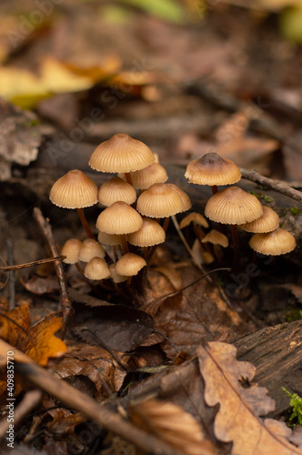 Mushrooms grow against the background of autumn foliage in the forest.