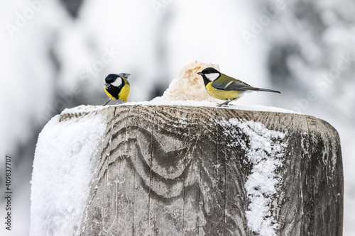 Dokarmianie ptaków w zimie - sikorki