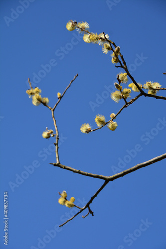 Spring blossoming goat willow Salix caprea branches with catkins