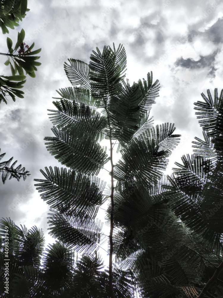 Obraz premium Nature fern leaves balck silhouette and cloudy sky, natural background. Copy space ecology environment and travel adventure concept