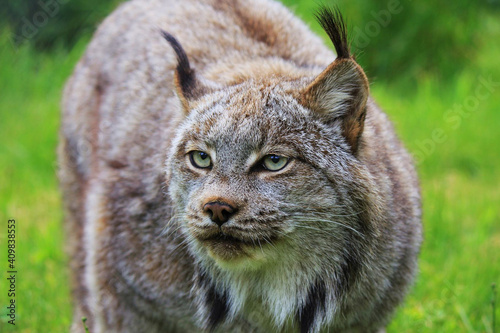 A female Canadian lynx portrait close-up