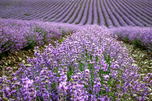 Purple lavender field with long rows close-up