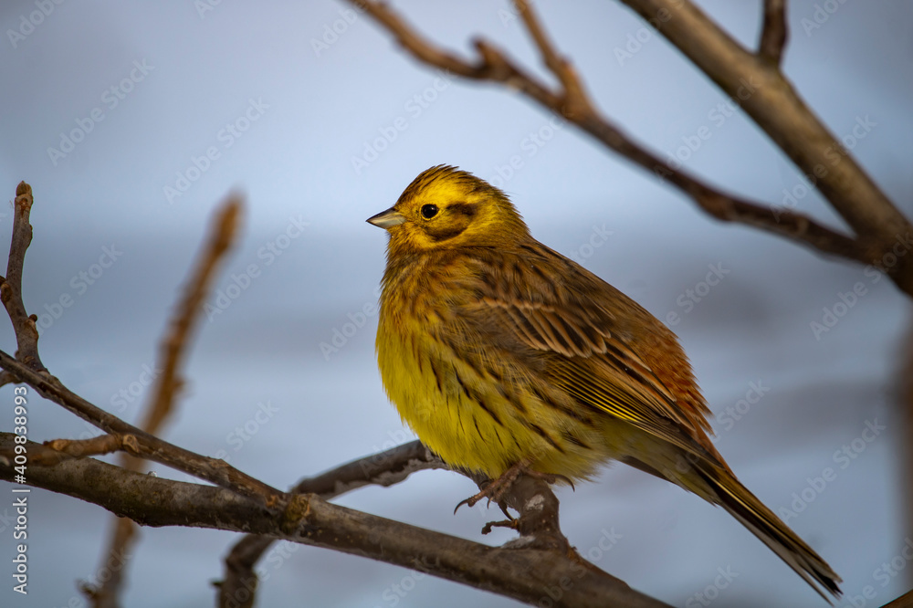 Fototapeta premium wagtail on a branch