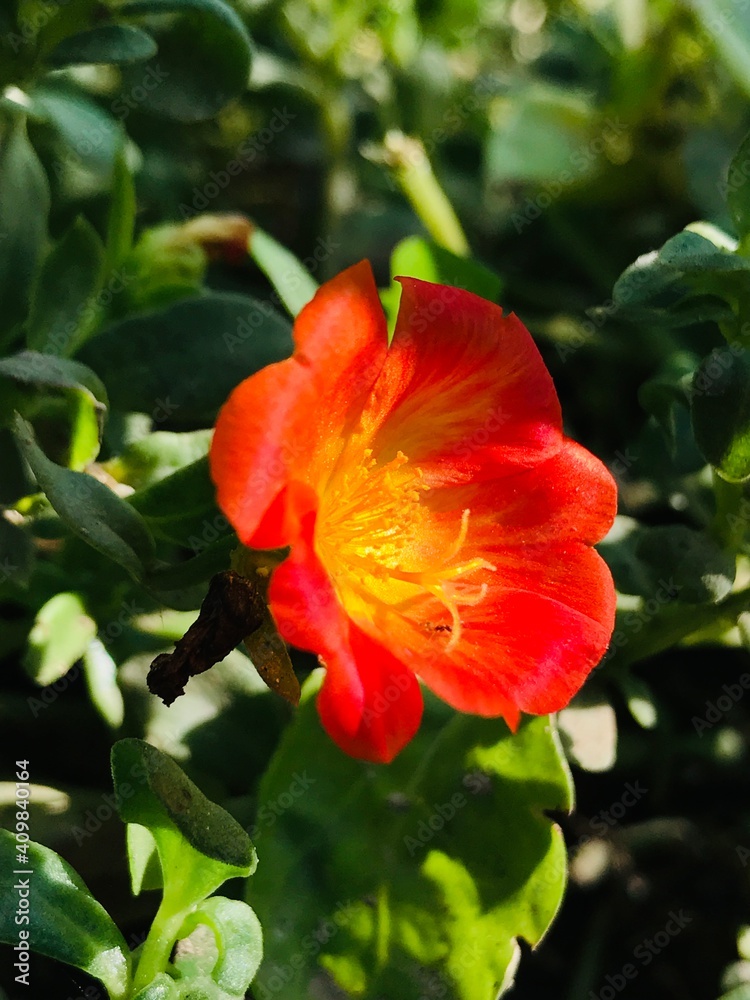 Reddish Camellia  flower