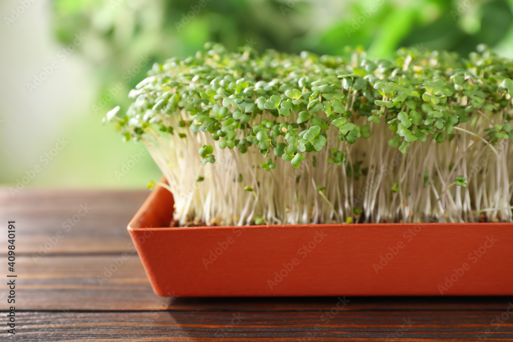 Fresh organic microgreen in pot on wooden table outdoors, closeup Fresh organic microgreen in pot on wooden table outdoors, closeup