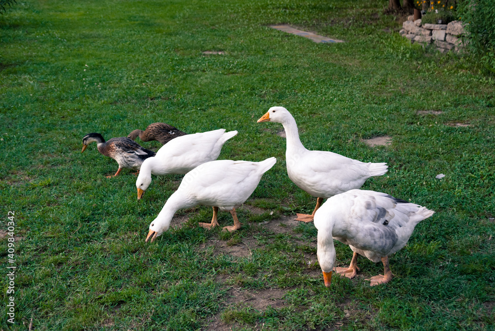 Obraz premium Geese and duck on the grass