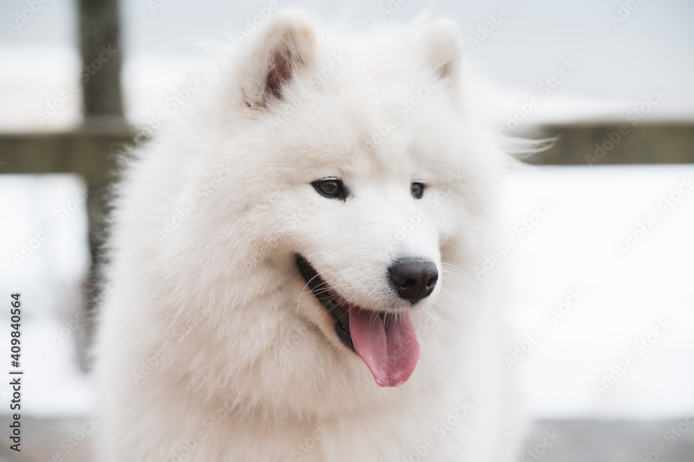 Samoyed white dog muzzle close up on snow road in Latvia