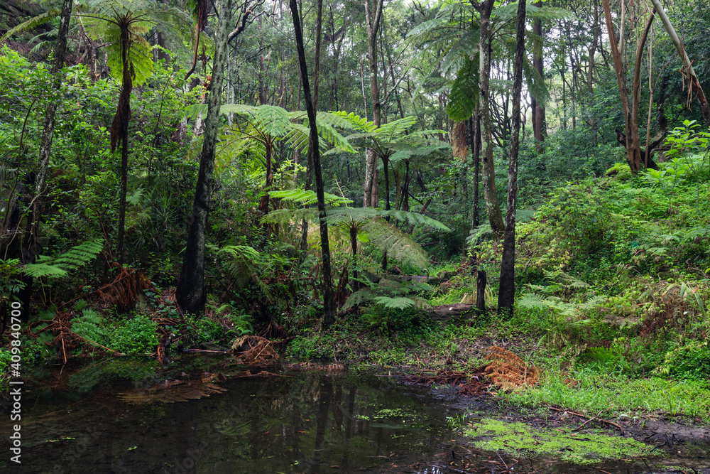 Obraz premium A small pond surrounded by green trees.