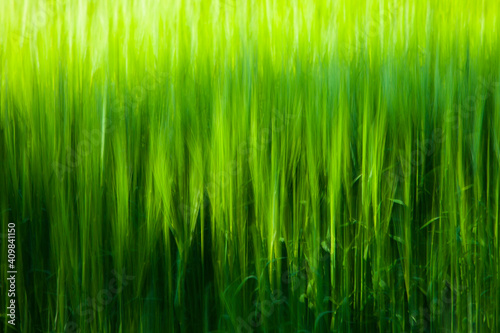 Cebada en primavera .Barley (Hordeum vulgare)