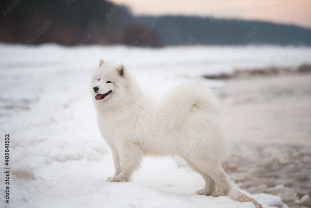 Fototapeta premium Samoyed white dog is on snow Saulkrasti beach in Latvia