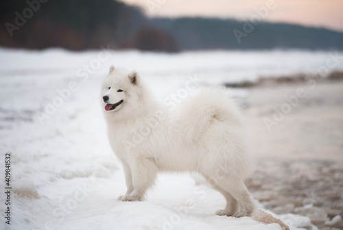 Samoyed white dog is on snow Saulkrasti beach in Latvia