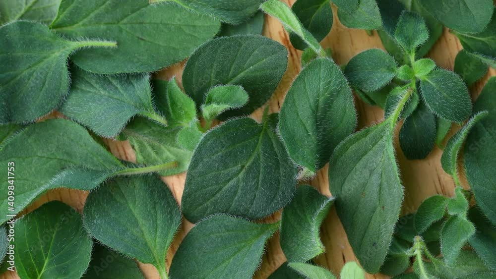 close up fresh oregano plants close up fresh oregano plants