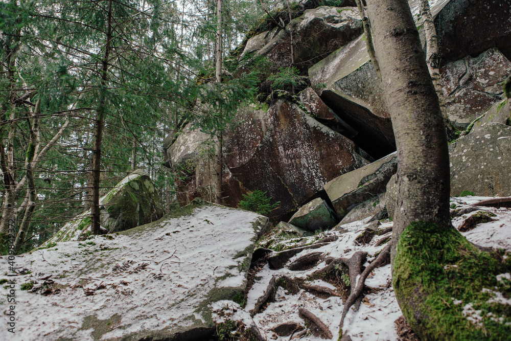 Rocks and moss among trees in winter forest Rocks and moss among trees in winter forest