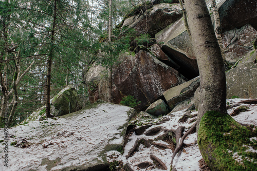 Rocks and moss among trees in winter forest