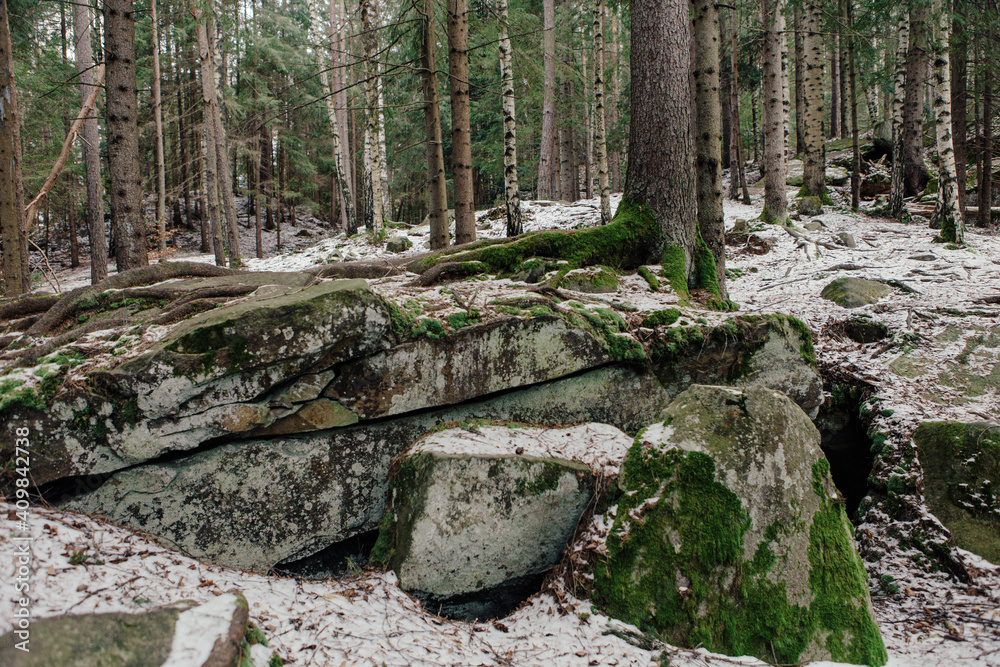 Rocks and moss among trees in winter forest Rocks and moss among trees in winter forest
