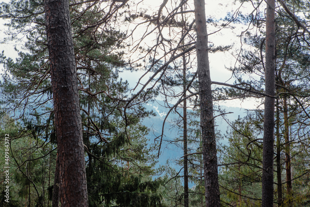 Landscape in the forest in the mountains. Rocks and tree trunks covered in moss Landscape in the forest in the mountains. Rocks and tree trunks covered in moss