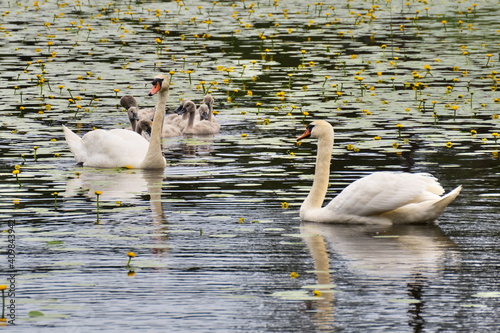 Large family of white swans. Selective focus. Lake in yellow water lilies.