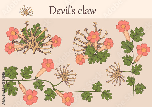 Hand-drawn image of devil's claw flowers with stems and leaves.botanical illustration. Healing Herbs for design Natural Cosmetics, aromatherapy,homeopathy.