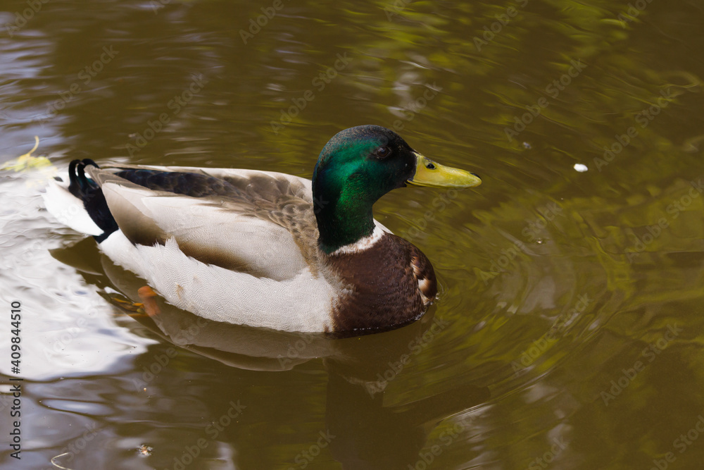 Male Mallard duck latin name Anas platyrhynchos paddling on a pond Male Mallard duck latin name Anas platyrhynchos paddling on a pond