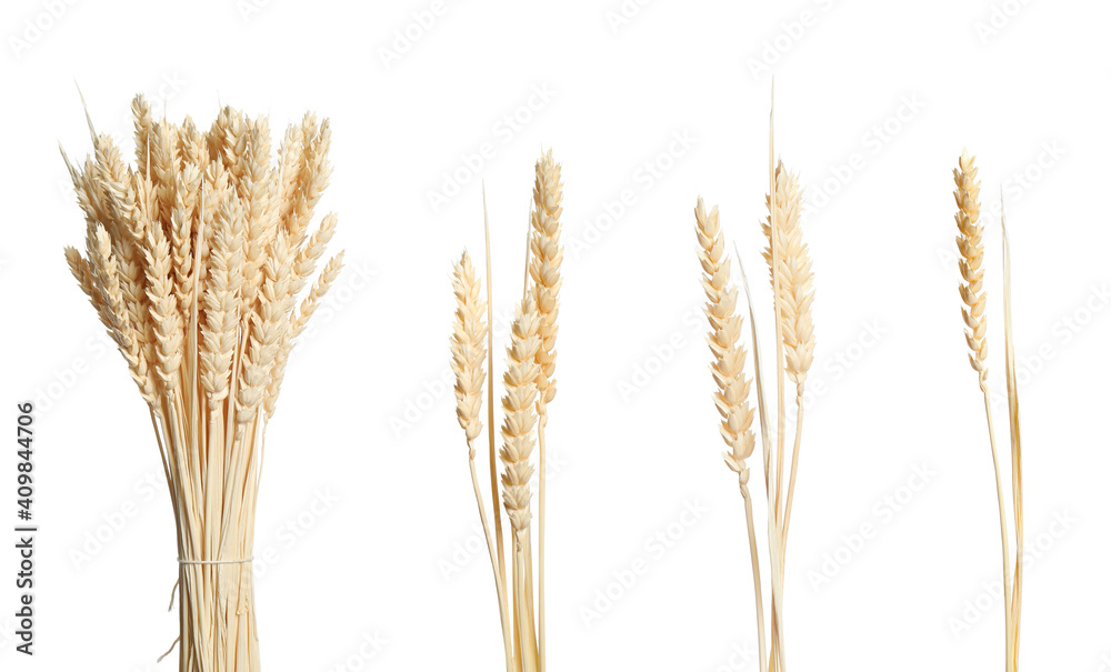 Set with beautiful decorative dry flowers on white background, banner design Set with beautiful decorative dry flowers on white background, banner design