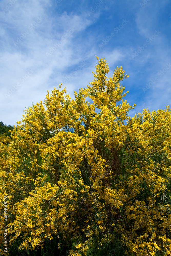 Genista. Parque Natural Hayedo de Tejera Negra. Macizo de Ayllón. Guadalajara. Castilla - La Mancha. Genista. Parque Natural Hayedo de Tejera Negra. Macizo de Ayllón. Guadalajara. Castilla - La Mancha.