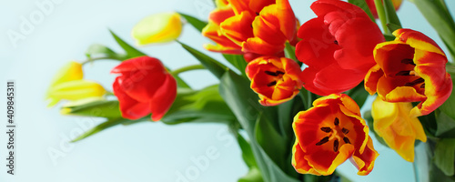 Red Yellow tulips flowers on blue background. Card for Mothers day  8 March  Happy Easter. Waiting for spring. Greeting card. Flat lay  top view  wide composition  banner