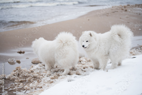 Two Samoyed white dogs are on snow beach in Latvia