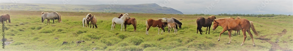 Obraz premium Chevaux islandais